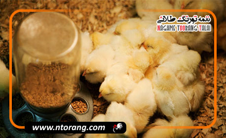 تولید مرغ A و A پلاس در استان گیلان